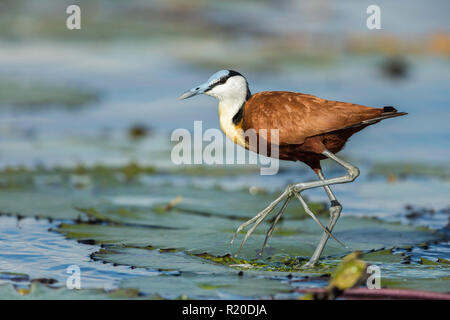 Jacana à poitrine dorée Actophilornis africanus (Afrique), la rivière de Chobe, Botswana, Africa Banque D'Images