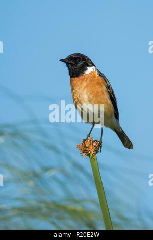 African Stonechat (Saxicola torquatus), Kasane, Botswana Banque D'Images