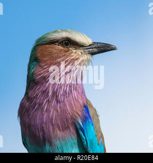 Lilac-breasted Roller (Coracias caudata), Moremi, Botswana Banque D'Images