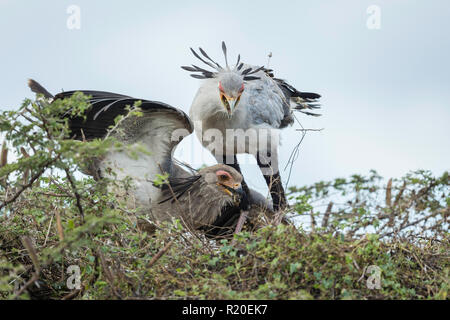 Oiseau (secrétaire Sagittaire serpentarius) nourrir les jeunes au nid, Savuti, Botswana, Africa Banque D'Images