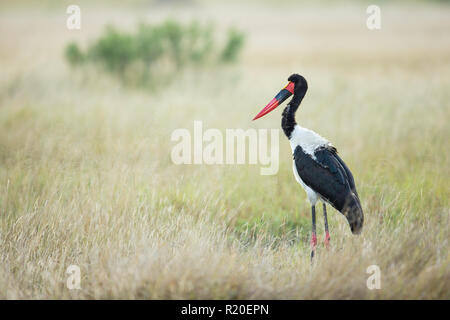 Saddle-billed stork (Ephippiorhynchus senegalensis), Moremi, Botswana Banque D'Images