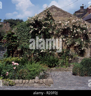 Escalade sur mur blanc roses cottage en pierre de Banque D'Images