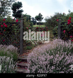 Lavande mauve à côté d'étapes de pays avec jardin clôture en treillis Banque D'Images