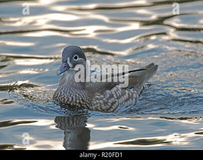 Canard Mandarin Aix galericulata (femelle) Banque D'Images