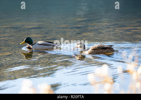 Canards nager dans le lac. Canard colvert mâle et femelle Banque D'Images