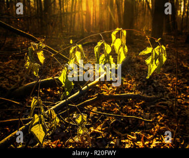 La fin de l'automne dans la forêt.feuilles surgelés dans les rayons du soleil Banque D'Images