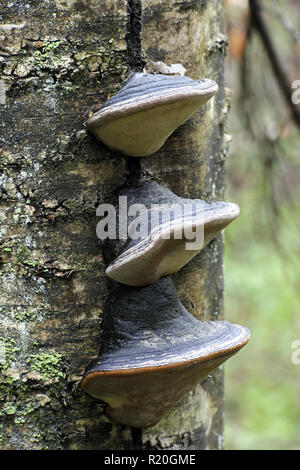 Support de soie noire, Phellinus nigricans Banque D'Images