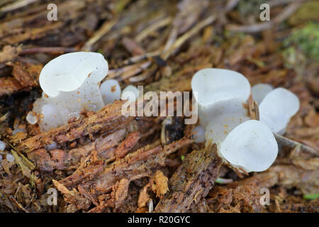 Pseudohydnum gelatinosum, connu sous le nom de gelée crantée, champignon champignons hérisson faux, langue de chat, et blanc de champignons en gelée Banque D'Images