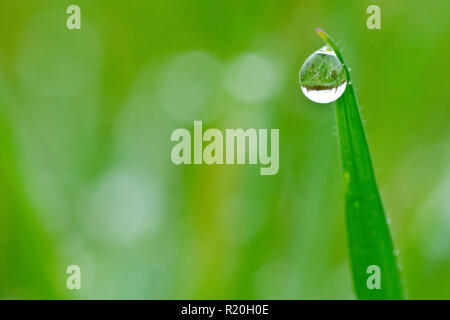 Gros plan d'une rosée accroché sur un seul brin d'herbe. Banque D'Images