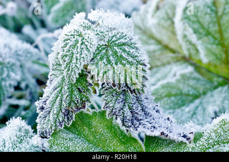 Bramble ou feuilles de mûres laissée couverte dans un gel léger après une nuit sous zéro. Banque D'Images