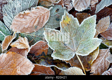 Automne feuilles mortes recouverte d'une gelée légère à partir de la première sous-zéro nuit de l'année. Banque D'Images