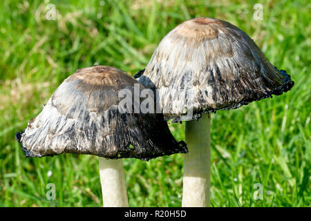 Shaggy Shaggy, Inkcaps ou avocat (Coprinus comatus la perruque), close up de deux organes de fructification du champignon. Banque D'Images