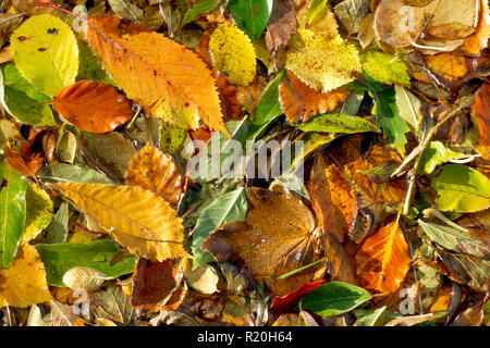 Une image abstraite d'une variété de feuilles d'automne les arbres arrachés, déposé dans une rivière, et recueillis à bord de la rivière. Banque D'Images