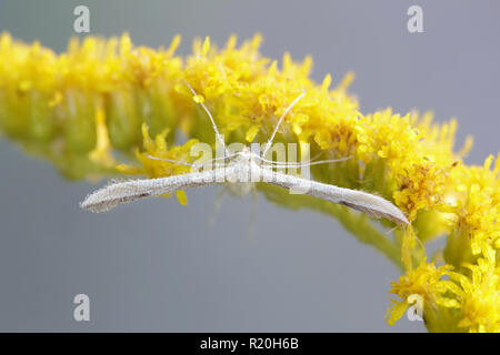 Plumet blanc espèce reposant sur Houghton Banque D'Images