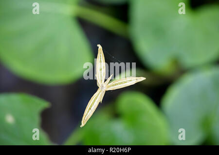 Graines de violette, Viola palustris Marsh Banque D'Images