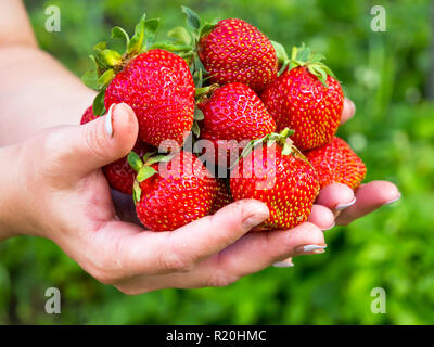 De grosses fraises dans les paumes du jardinier Banque D'Images