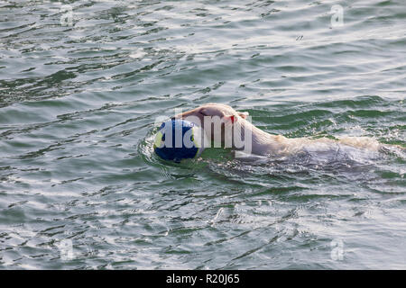 Chien de race bull-terrier Miniature (séquence plusieurs photos). Cheveux courts et blanc (clair). Sautant à jouer dans l'eau (mer) à boule (ball) sur su Banque D'Images