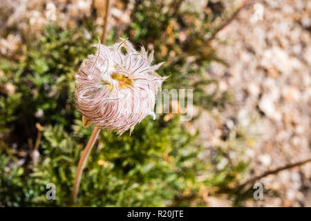 Close up of Western anemone (Anemone occidentalis) disparu à la semence sur les pentes de la Sierra Nevada, Sequoia National Park, Californie Banque D'Images