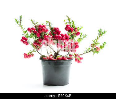 Noël en pot plante sempervirente isolated on white Banque D'Images