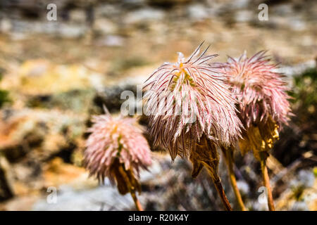 Close up of Western anemone (Anemone occidentalis) disparu à la semence sur les pentes de la Sierra Nevada, Sequoia National Park, Californie Banque D'Images