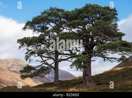 Deux pins sylvestres (Pinus sylvestris) dans la région de Glen Derry ; l'remants d'une ancienne forêt de pins calédoniens, Ecosse Banque D'Images