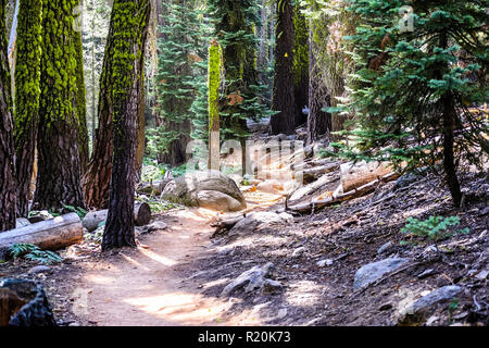 Sentier de randonnée à travers les forêts de Sequoia National Park ; vert lichen poussant sur le tronc des arbres ; de la Sierra Nevada, en Californie Banque D'Images