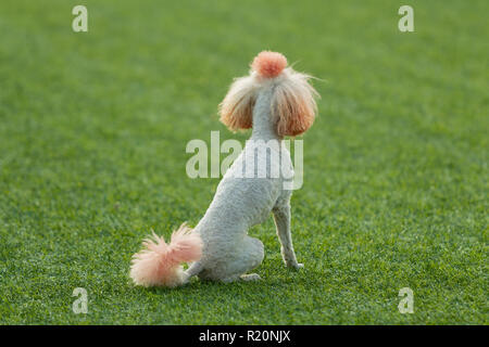 Le chien effectue au concours d'agility. Caniche assis sur l'herbe verte. Journée d'été. Compte tenu de la Nature Banque D'Images