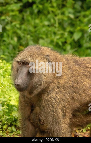 Close up of babouin doguera (Papio anubis), Parc national de Kibale, en Ouganda, l'Afrique Banque D'Images