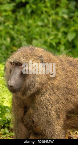 Close up of babouin doguera (Papio anubis), Parc national de Kibale, en Ouganda, l'Afrique Banque D'Images