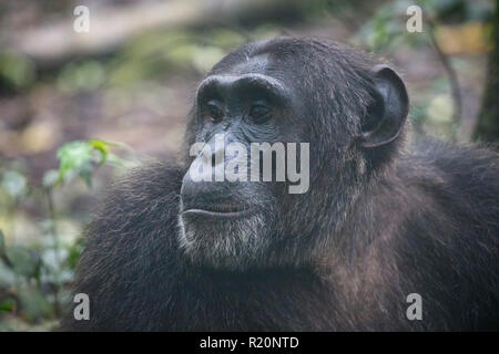 Close up of wild chimpanzé commun ou Pan troglodytes, parc national de Kibale, en Ouganda Banque D'Images