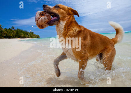 Chien jouant fetch avec une noix de coco sur Rarotonga, îles Cook. Banque D'Images