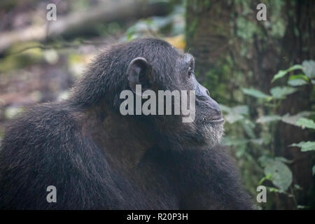 Close up of wild chimpanzé commun ou Pan troglodytes, parc national de Kibale, en Ouganda Banque D'Images