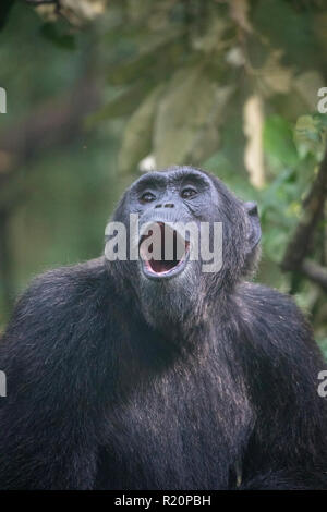 Le chimpanzé commun sauvage ou Pan troglodyte appelant, le parc national de Kibale, en Ouganda Banque D'Images