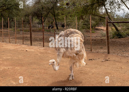Safari Ostrich Farm, Oudtshoorm, Afrique Soith Banque D'Images