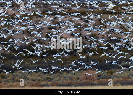 Immense troupeau d'oies des neiges blanches s'envolent dans Bosque del Apache Banque D'Images