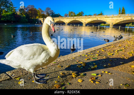 Un cygne debout près du lac Serpentine avec la Serpentine Bridge en arrière-plan dans Hyde Park, Londres, Royaume-Uni Banque D'Images