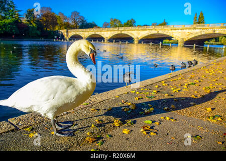 Un cygne debout près du lac Serpentine avec la Serpentine Bridge en arrière-plan dans Hyde Park, Londres, Royaume-Uni Banque D'Images