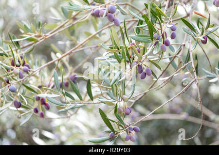 Close up of olives croissant sur les oliviers dans un village dans la vallée du Dragon. Photographié alors que sur le sentier de montagne de Ravello à Atrani Banque D'Images