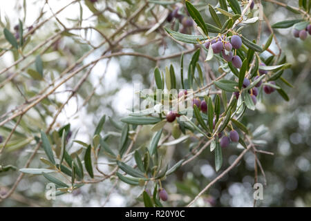 Close up of olives croissant sur les oliviers dans un village dans la vallée du Dragon. Photographié alors que sur le sentier de montagne de Ravello à Atrani Banque D'Images