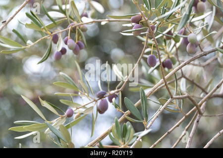 Close up of olives croissant sur les oliviers dans un village dans la vallée du Dragon. Photographié alors que sur le sentier de montagne de Ravello à Atrani Banque D'Images