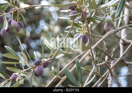 Close up of olives croissant sur les oliviers dans un village dans la vallée du Dragon. Photographié alors que sur le sentier de montagne de Ravello à Atrani Banque D'Images