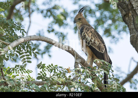 Changeable Hawk-Eagle (Crested) Nisaetus cirratus cirratus à la forêt de Polo, Gujarat, Inde Banque D'Images