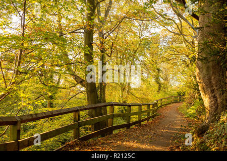 Couleurs d'automne à Jesmond Dene woodlands, Nord de l'Angleterre, Newcastle-upon-Tyne Banque D'Images
