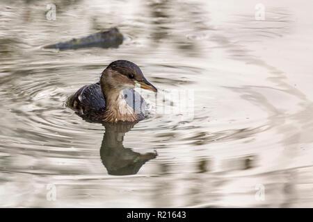 Grèbe castagneux (Tachybuptus ruficollis) plus petit grèbe britannique a chestnut sur les joues et le cou à l'aide de chaux geen place à la base du projet de loi, le plumage brunâtre. Banque D'Images