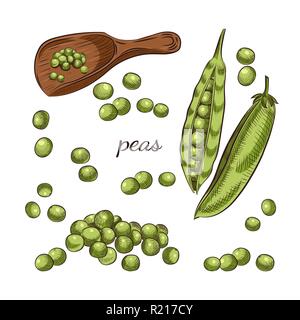 Les gousses de pois et les pois en écope vector illustration. Illustration de Vecteur
