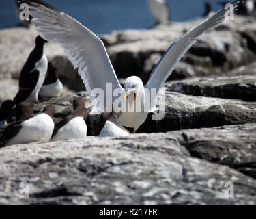 Gullimots attaquant Gull , Iles Farne, Northumberland Banque D'Images