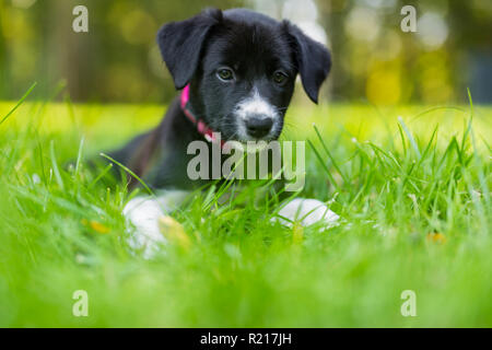 Cute adorable chiot Border Collie fixant et en regardant l'herbe, l'arrière-plan flou floue Banque D'Images