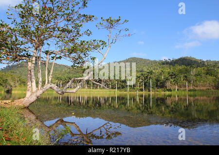 Cuba, célèbre Réserve de biosphère de l'UNESCO dans la Sierra del Rosario - Las Terrazas. Banque D'Images