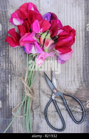 Lathyrus odoratus - Spencer variété. Bouquet fraîchement coupées de pois sucré des fleurs sur une table en bois, UK Banque D'Images