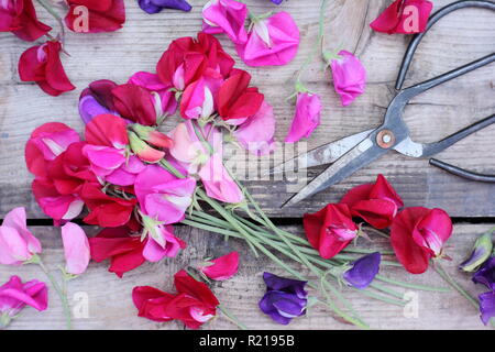 Lathyrus odoratus - Spencer variété. Bouquet fraîchement coupées de pois sucré des fleurs sur une table en bois, UK Banque D'Images